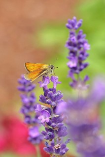 Large skipper (Ochlodes venatus), collecting nectar from a flower of Common lavender (Lavandula