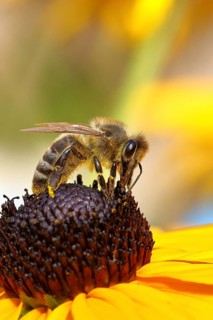 European honey bee (Apis mellifera), collecting nectar from a flower of the yellow coneflower