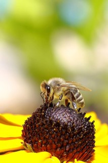 European honey bee (Apis mellifera), collecting nectar from a yellow coneflower (Echinacea