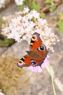 Peacock butterfly (Inachis io) sucking nectar on butterfly bush (Buddleja davidii), in a natural
