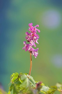Hollow larkspur (Corydalis cava), inflorescence in a beech forest, spring, Wilnsdorf, North