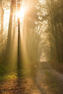 A hilly forest path illuminated by golden sunrays, morning fog, warm light, flooded with light,
