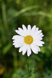 Daisy (Leucanthemum vulgare), flower in a meadow, close-up, macro, Wilnsdorf, North