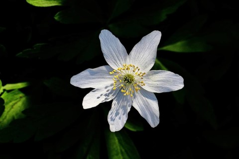 Wood anemone (Anemone nemorosa), flower, close-up, Wilnsdorf, North Rhine-Westphalia, Germany