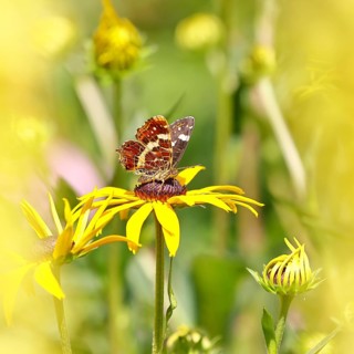 Land carder (Araschnia levana), summer generation, closed wings, underside of wings, on a flower of