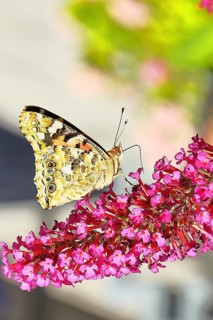 Thistle butterfly (Vanessa cardui) on a flower of the butterfly bush (Buddleja davidii), butterfly
