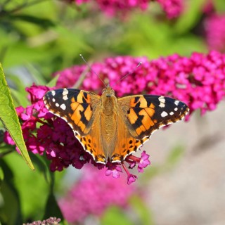 Thistle butterfly (Vanessa cardui) on a flower of the butterfly bush (Buddleja davidii), in a
