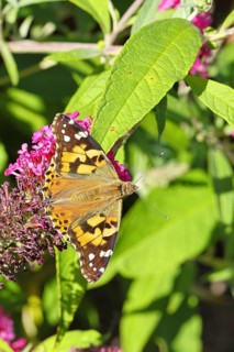 Thistle butterfly (Vanessa cardui) on a flower of the butterfly bush (Buddleja davidii), in a