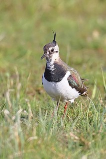 Lapwing (Vanellus vanellus), in splendid plumage, foraging in a marshy meadow, wildlife, Lembruch,