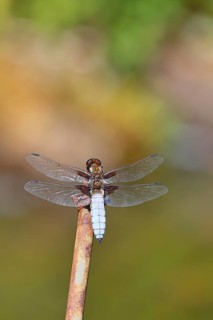 Flat-bellied dragonfly (Libellula depressa), family of damselflies (Libellulidae), male sitting on