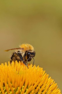Field bumblebee (Bombus pascuorum), collecting nectar on a purple coneflower (Echinacea purpurea),