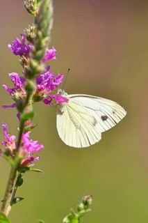 A Cabbage butterfly (Pieris brassicae) sucking nectar on the flower of the purple loosestrife