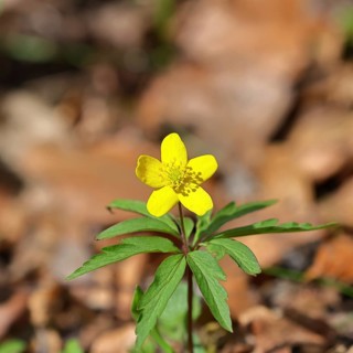 Yellow Anemone, Anemone ranunculoides, Yellow Wood Anemone, Anemone ranunculoides, in a beech