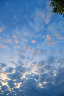 Large fleecy clouds (Altocumulus) in the evening sky, Mecklenburg-Vorpommern, Germany