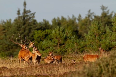 The red deer mounts another female in front of the red deer (Cervus elaphus) to signal that she is