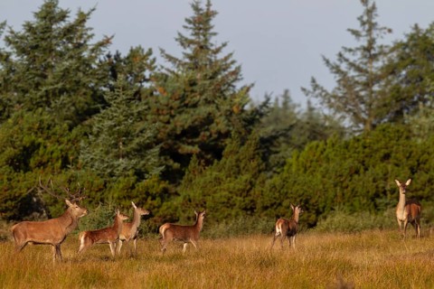 Red deer (Cervus elaphus) with red deer and stag calves during the rut in a clearing, in quiet