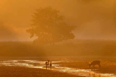 The beginning of a fantastic rutting morning, when a red deer (Cervus elaphus) with red deer and