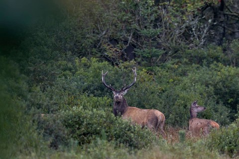 A red deer (Cervus elaphus) stands with its herd at the edge of a swamp, red deer herd, rutting