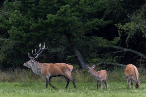 In the evening, a red deer (Cervus elaphus) with doe and calf enters a forest meadow, as more