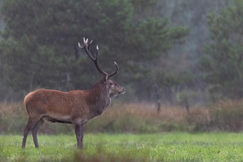 The red deer (Cervus elaphus) remains stoically calm in a rain shower, heavy rain, rutting season,