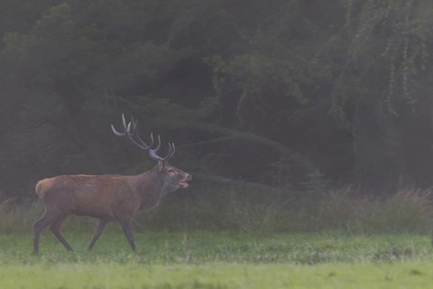 With the onset of dusk, the red deer (Cervus elaphus) increases its activity, rutting season,