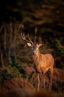 The year in front of I was able to photograph this red deer (Cervus elaphus) with only one antler