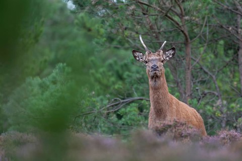 With its elongated shoulder and forward-facing ears, the red deer spike (Cervus elaphus) is trying