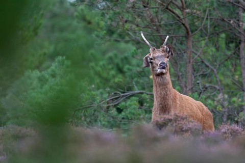 On this evening, the midges are real pests, easily recognised by the eavesdroppers of the red deer