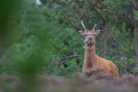 Suddenly the red deer (Cervus elaphus) appears right in front of me, rut, rutting season, Denmark