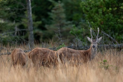 A group of red deer (Cervus elaphus) appear to graze in the clearing, rut, rutting season, Denmark