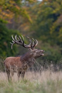 Roaring red deer (Cervus elaphus) in a forest clearing, rut, rutting season, Denmark