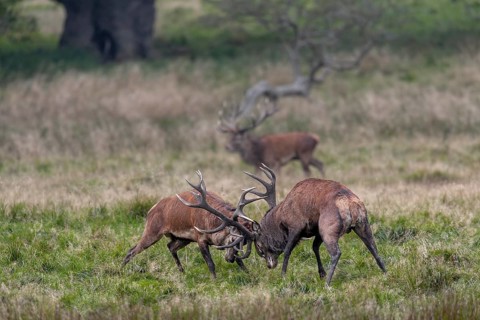 While the red deer (Cervus elaphus) are fighting, a third, very old stag takes advantage of the