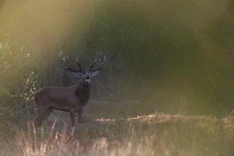 A roaring red deer (Cervus elaphus) in the morning mist, morning mood, rut, rutting season, Denmark