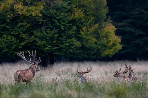 Encounter between red deer (Cervus elaphus) and fallow deer (Dama dama), here the difference in