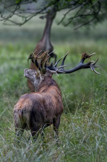 While the red deer, standing on its hind legs, tries to reach beech leaves, the red deer (Cervus