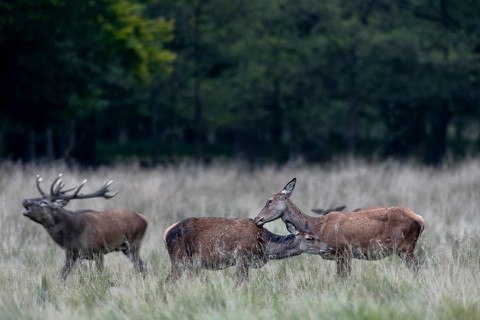 While the red deer (Cervus elaphus) maintain social contacts, the red deer is constantly altiv,