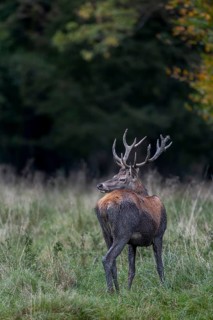This red deer (Cervus elaphus) was wallowing somewhere in the forest a few minutes ago, mud baths