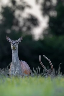 Red deer (Cervus elaphus) and red deer spike in a grain field, Germany