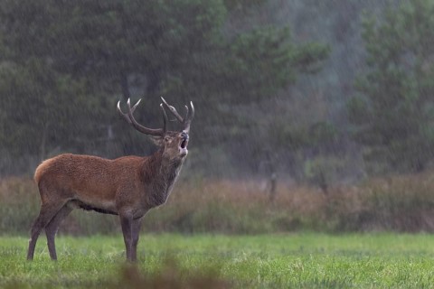 A roaring red deer (Cervus elaphus) in a rain shower, rutting season, Denmark