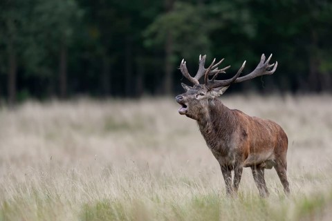 With its roaring, the red deer (Cervus elaphus) consolidates its claim to the herd, rut, rutting