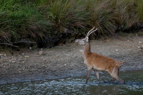 Red deer eagle (Cervus elaphus) crossing a pond, Germany
