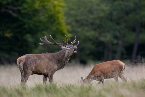 The red deer (Cervus elaphus) roars almost non-stop, while the wild deer graze unperturbed,