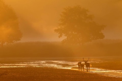 A middle-aged red deer (Cervus elaphus) follows a red deer and calf in the most beautiful morning
