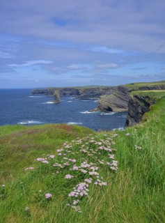 Common yarrow (Achilea millefolium) and cliff coast of, Kilkee, County Clare, Ireland