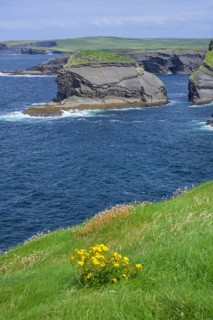 Cliffs of, Kilkee, County Clare, Ireland