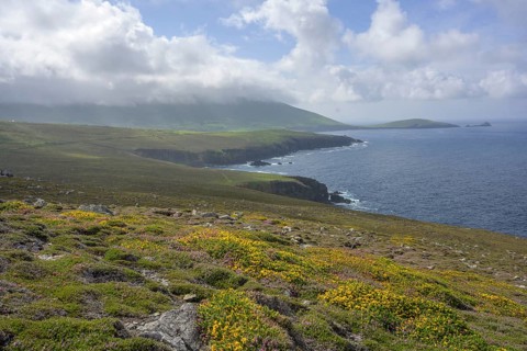 Blooming broom and rocky coast seen from Clogher Head, Clogher, Kerry, Ireland