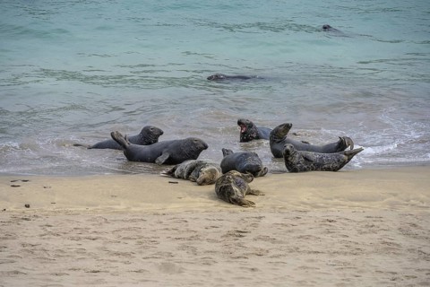 Seals on the beach, Great-Blasket Island, Dunquin, Kerry, Ireland