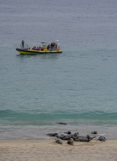 Tour boat and seals on the beach, Great-Blasket Island, Dunquin, Kerry, Ireland