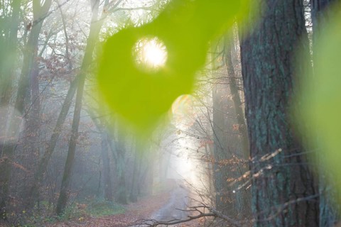 Sunlight falls through a hole in a large green leaf, light rays fall on a forest path in fog,