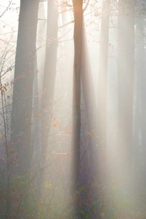 Light-flooded forest, rays of light and shadow, sunbeams, dense trees, fascinating, light rays,
